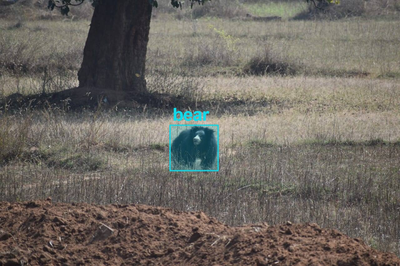 AI camera for Bear