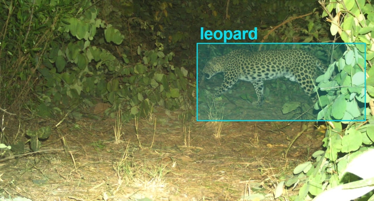 AI camera for Leopard Detection